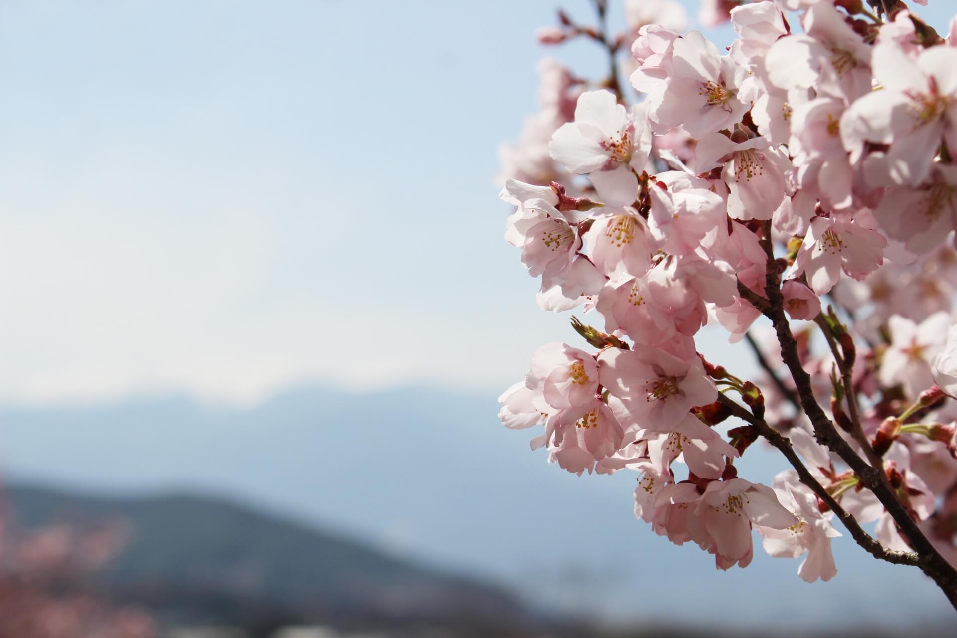 takato-castle-park-cherry-blossom
