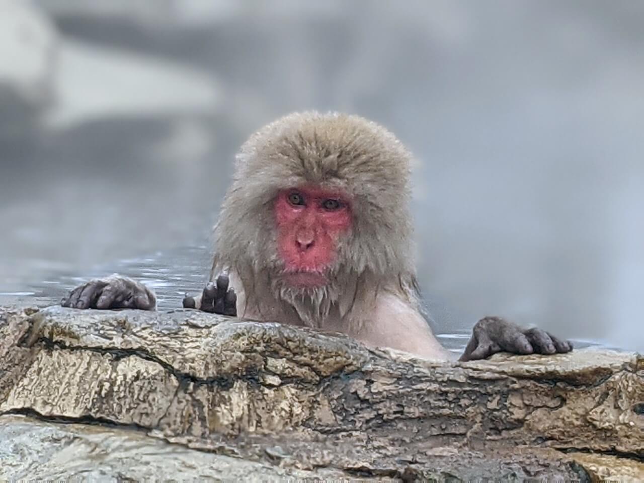 jigokudani-monkey-park-february-2021
