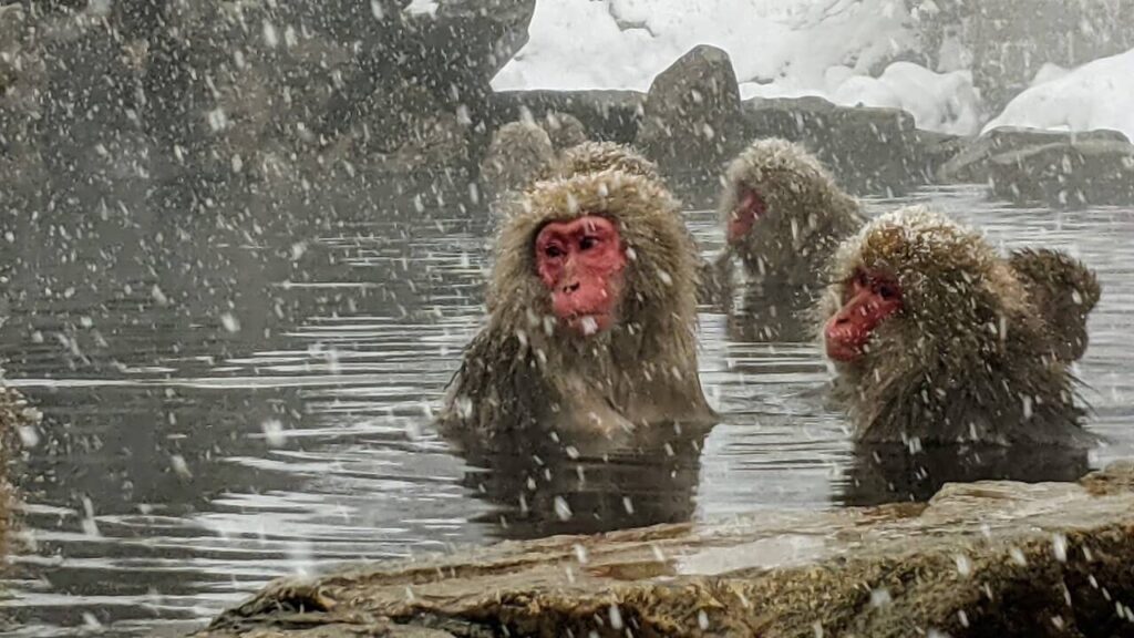 jigokudani-monkey-park-february-2021