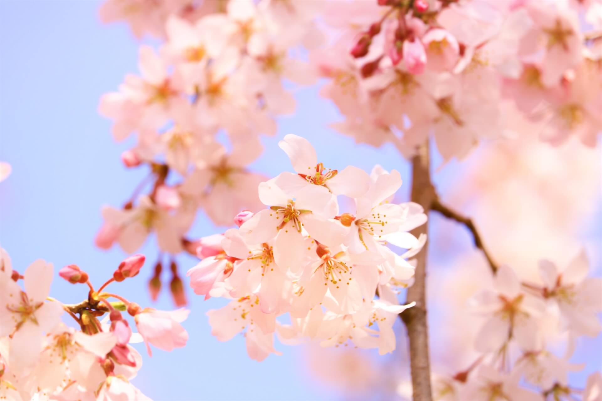 shidarezakura-cherry-blossom