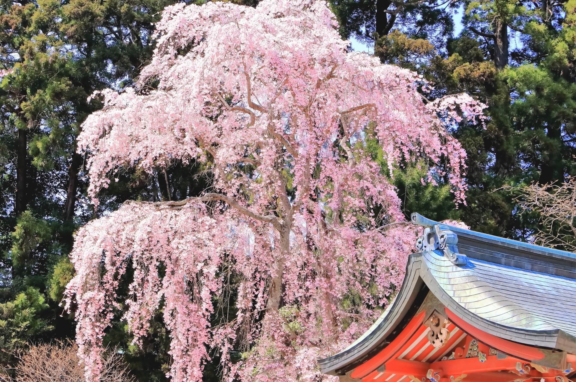 shidarezakura-cherry-blossom