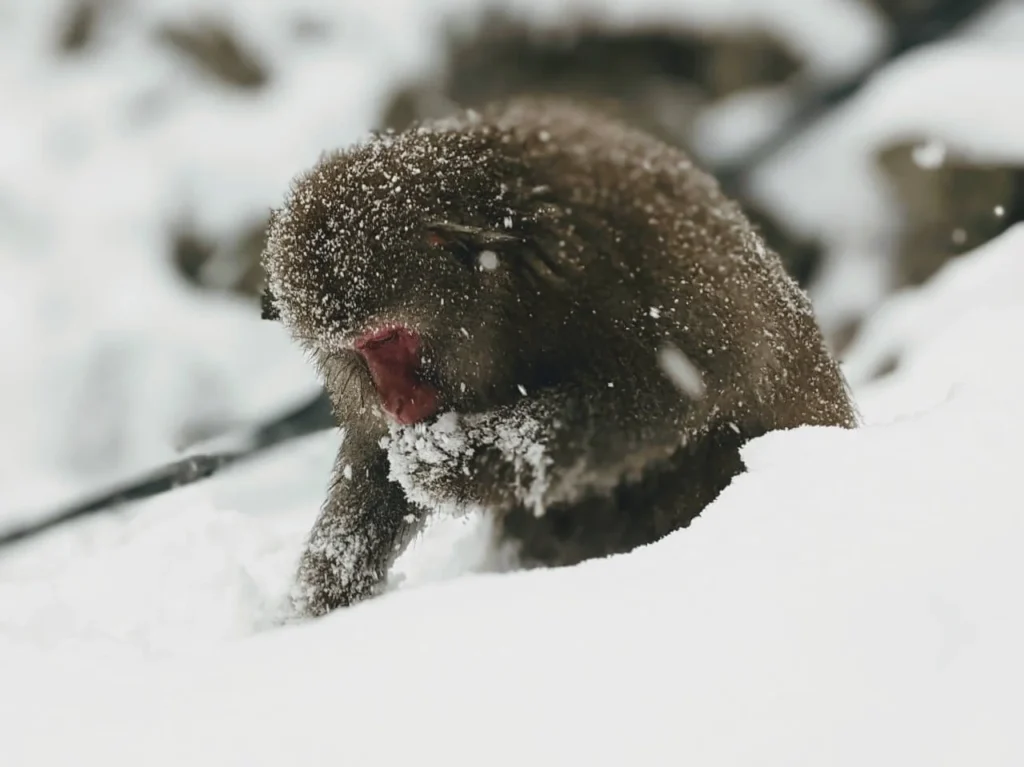 Snow Monkey Adult in the snow.