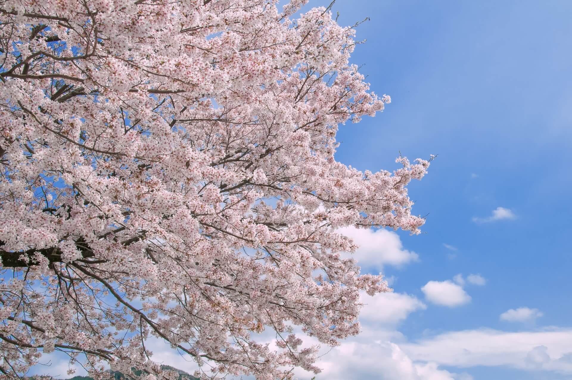 somei-yoshino-cherry-blossom