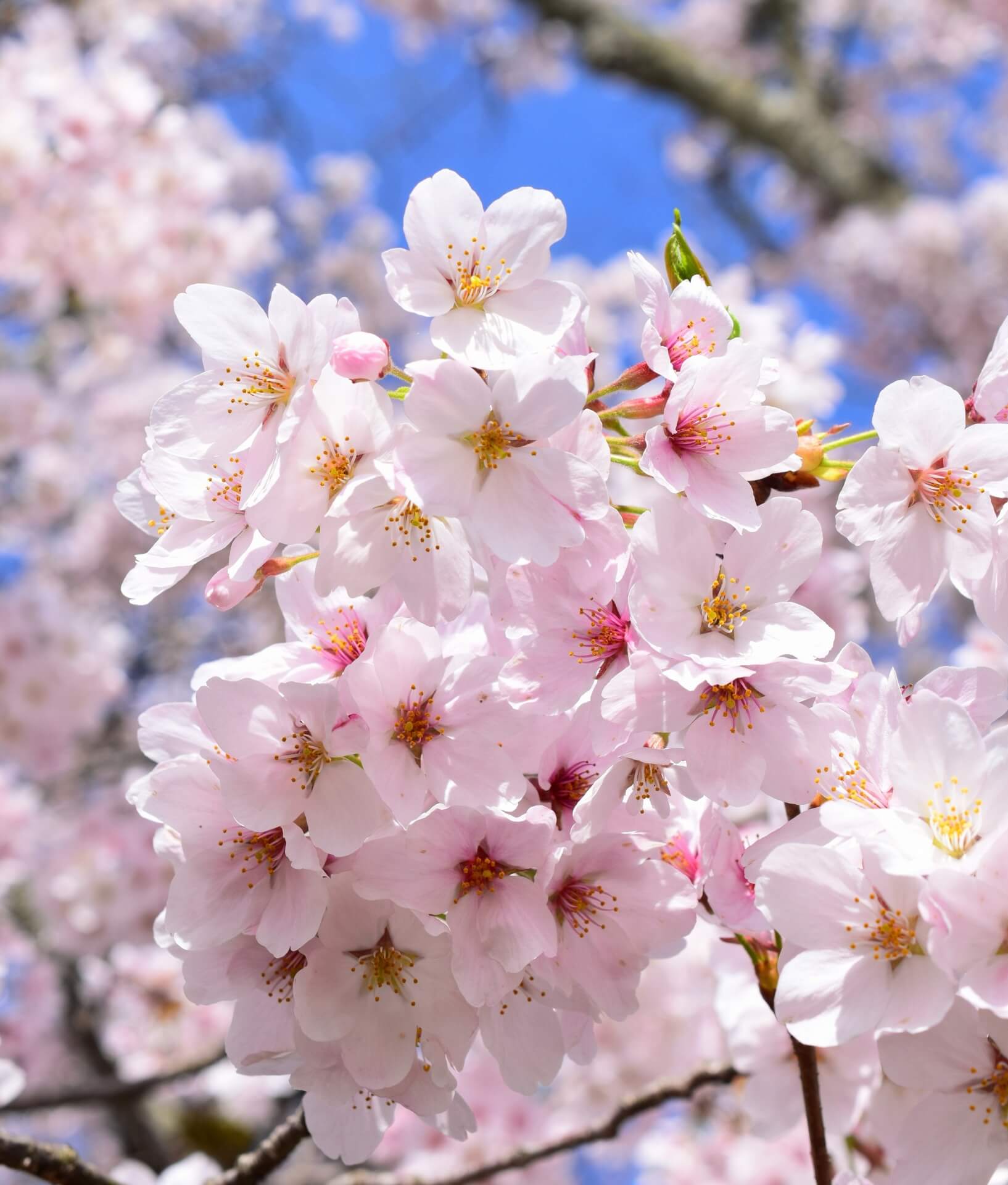 somei-yoshino-cherry-blossom