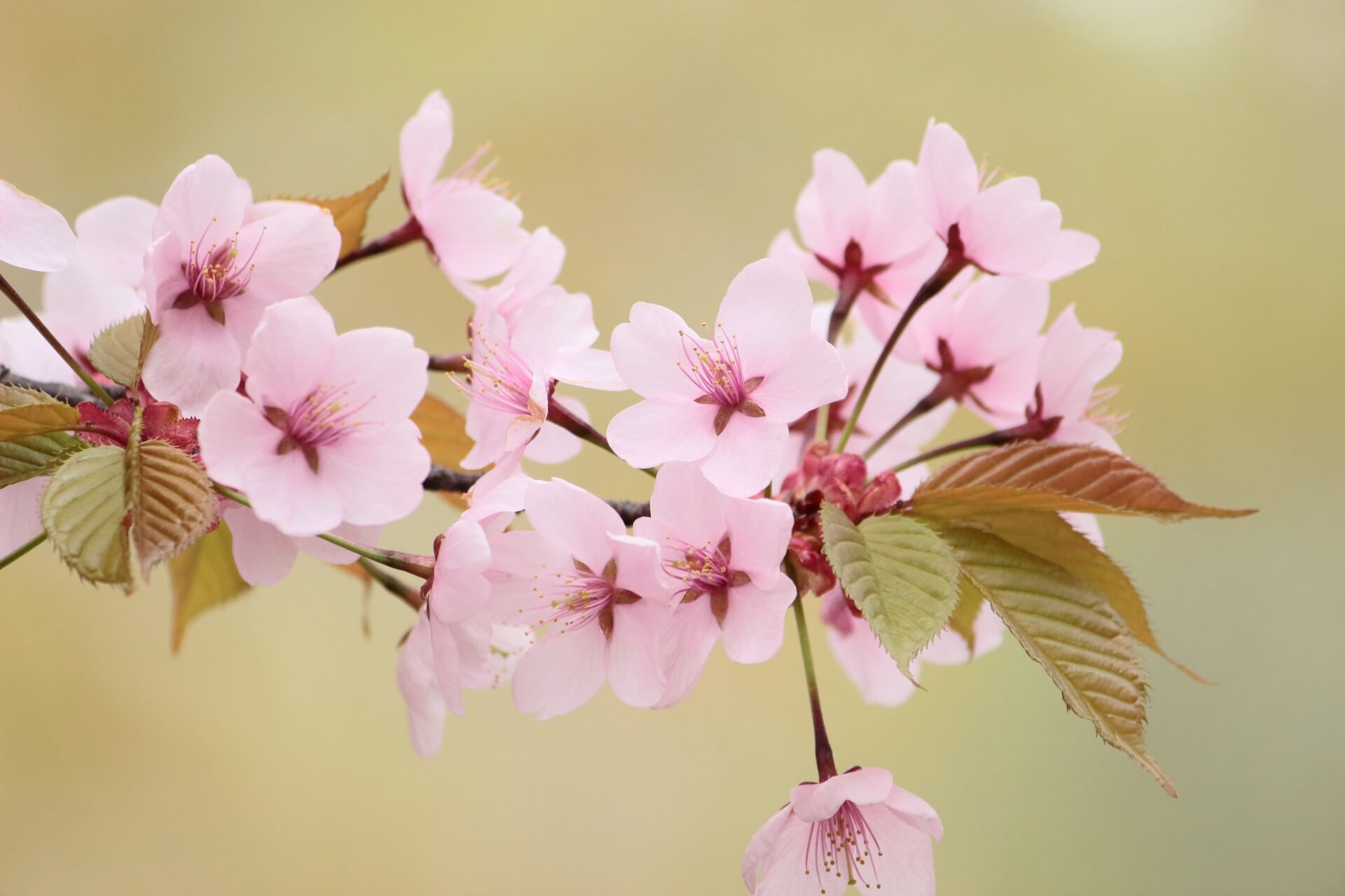 yamazakura-cherry-blossom