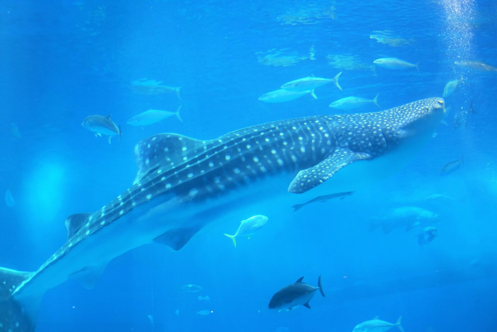 osaka-aquarium