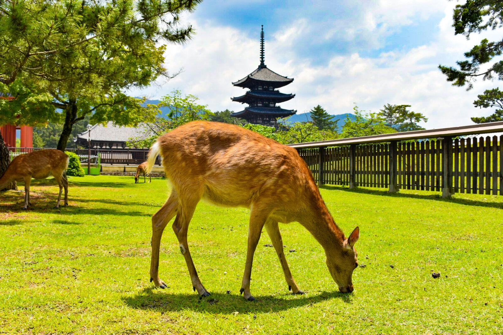 osaka kyoto nara tour