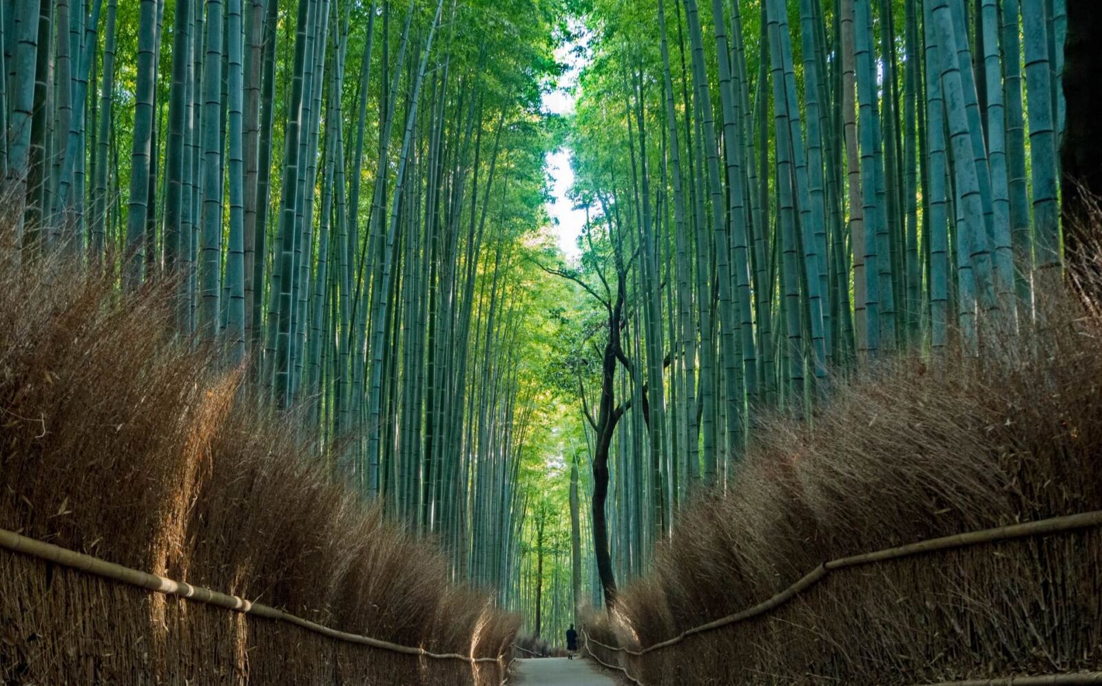 kyoto-arashiyama-bamboo-grove