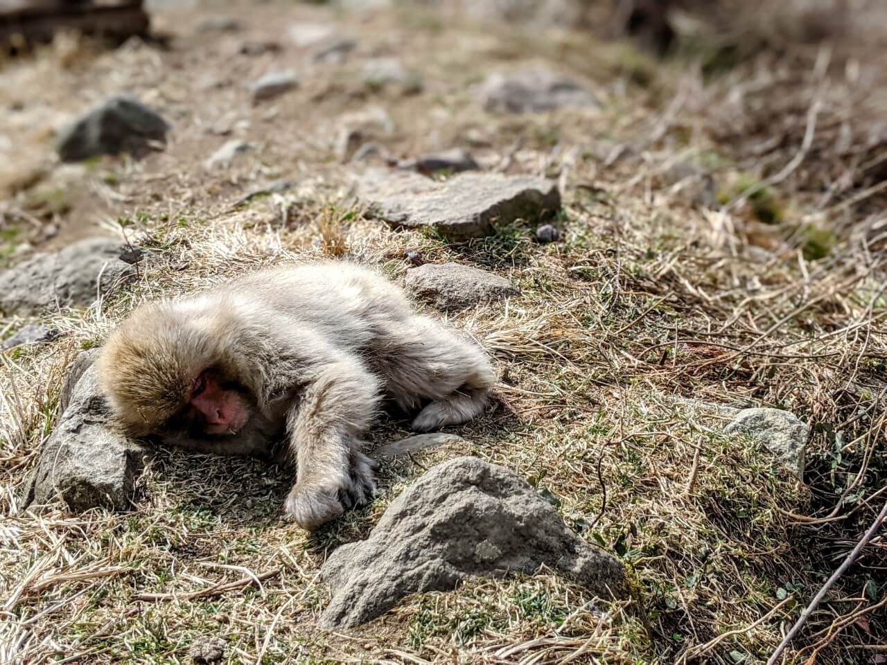 jigokudani-monkey-park-march-2021