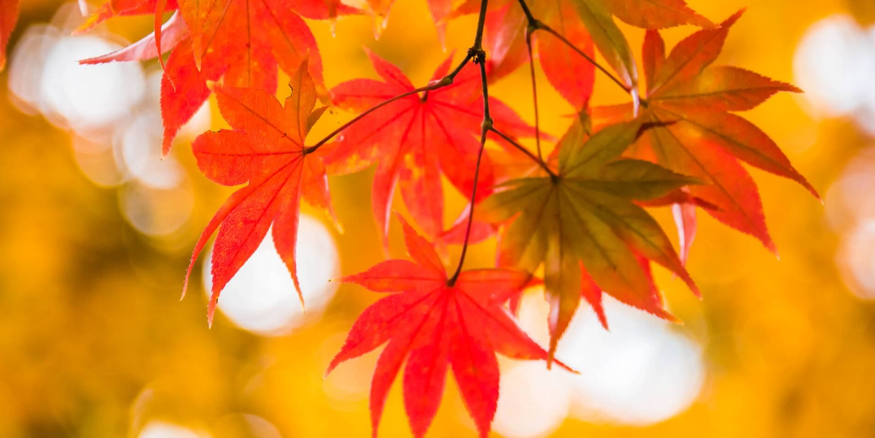 koyo-autumn-leaves-banner-edit