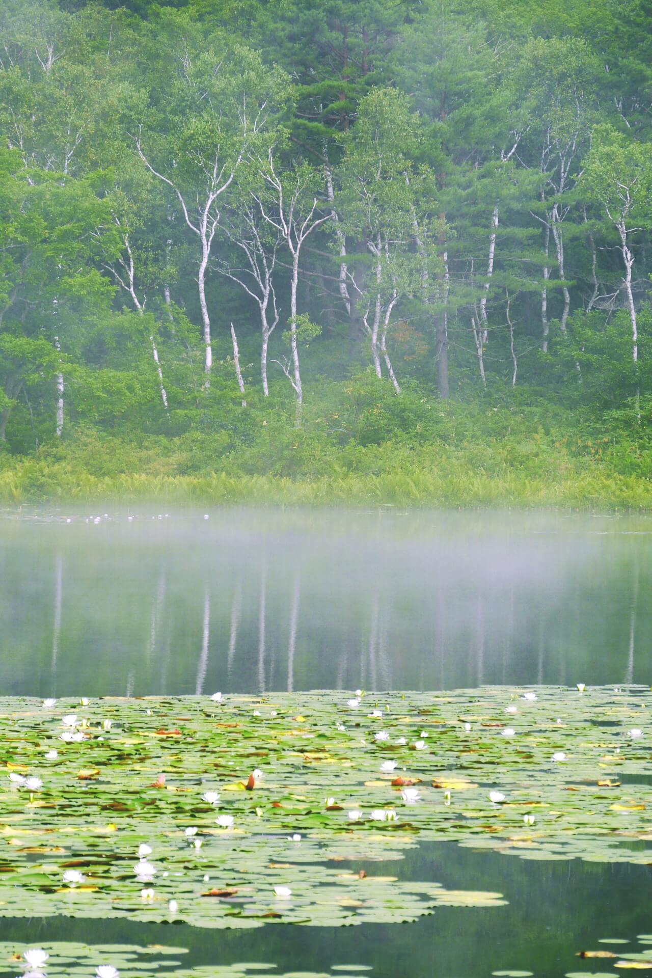 joshinetsu-shiga-kogen-landscape