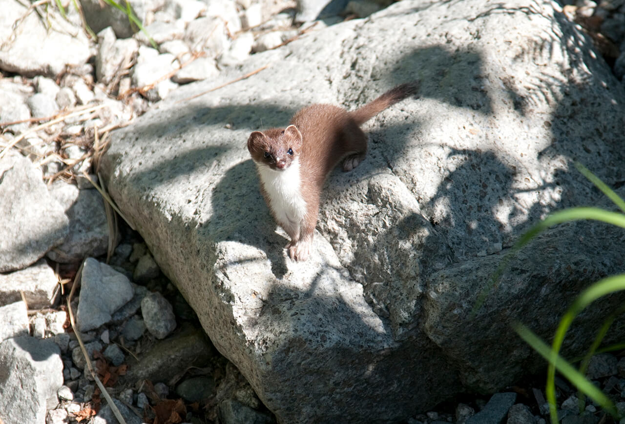 stoat-okojo