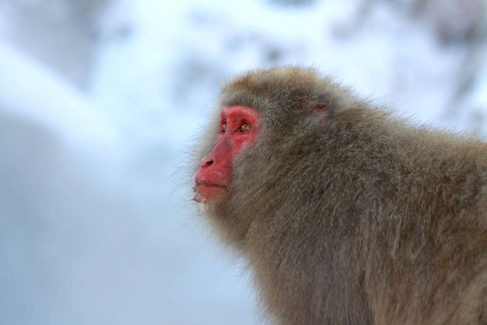 jigokudani-monkey-winter