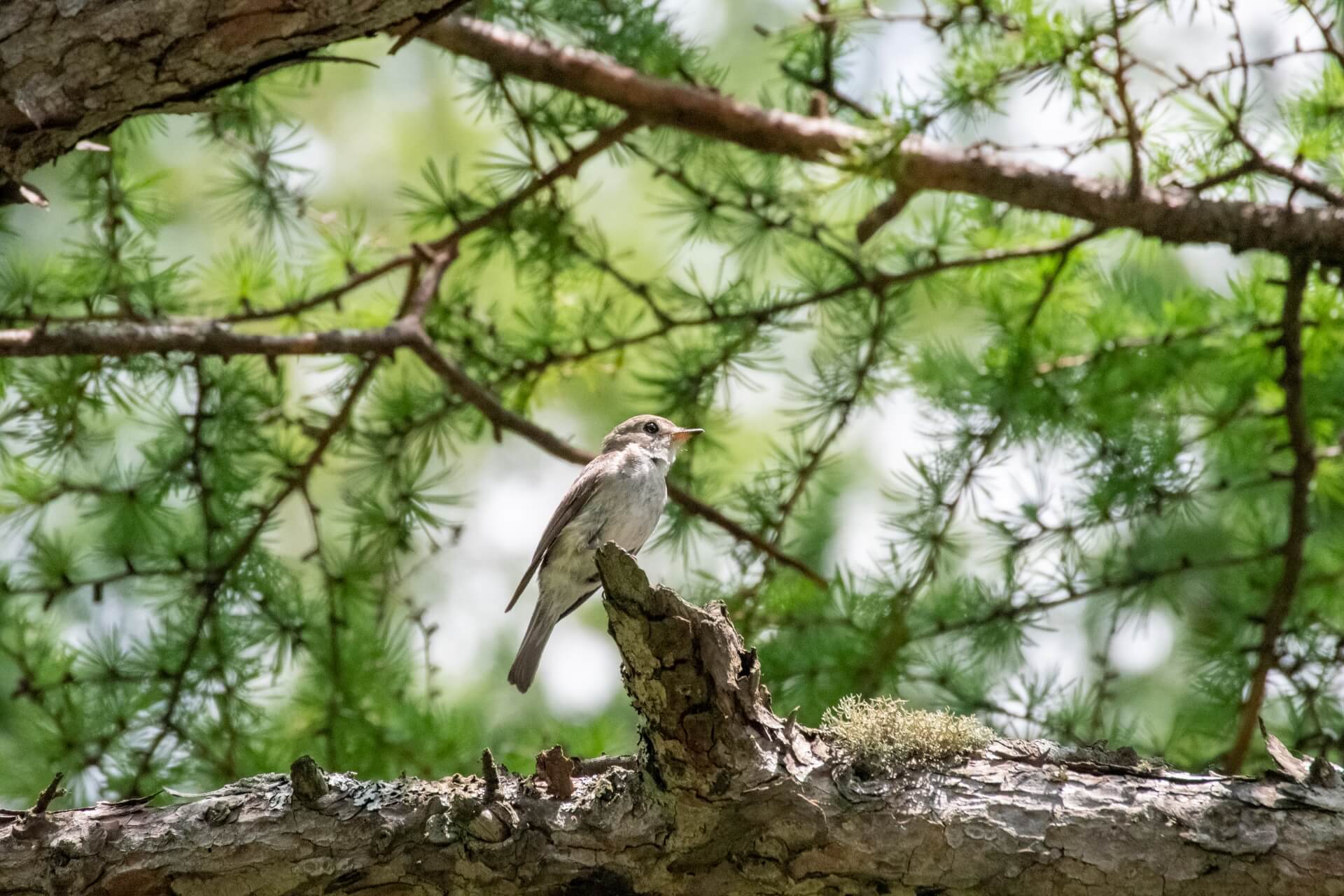 bird-chubu-sangaku-wildlife