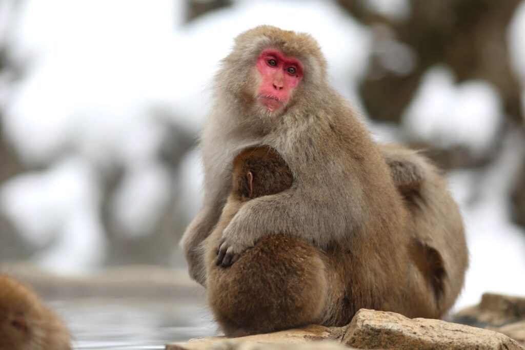 jigokudani-monkey-winter