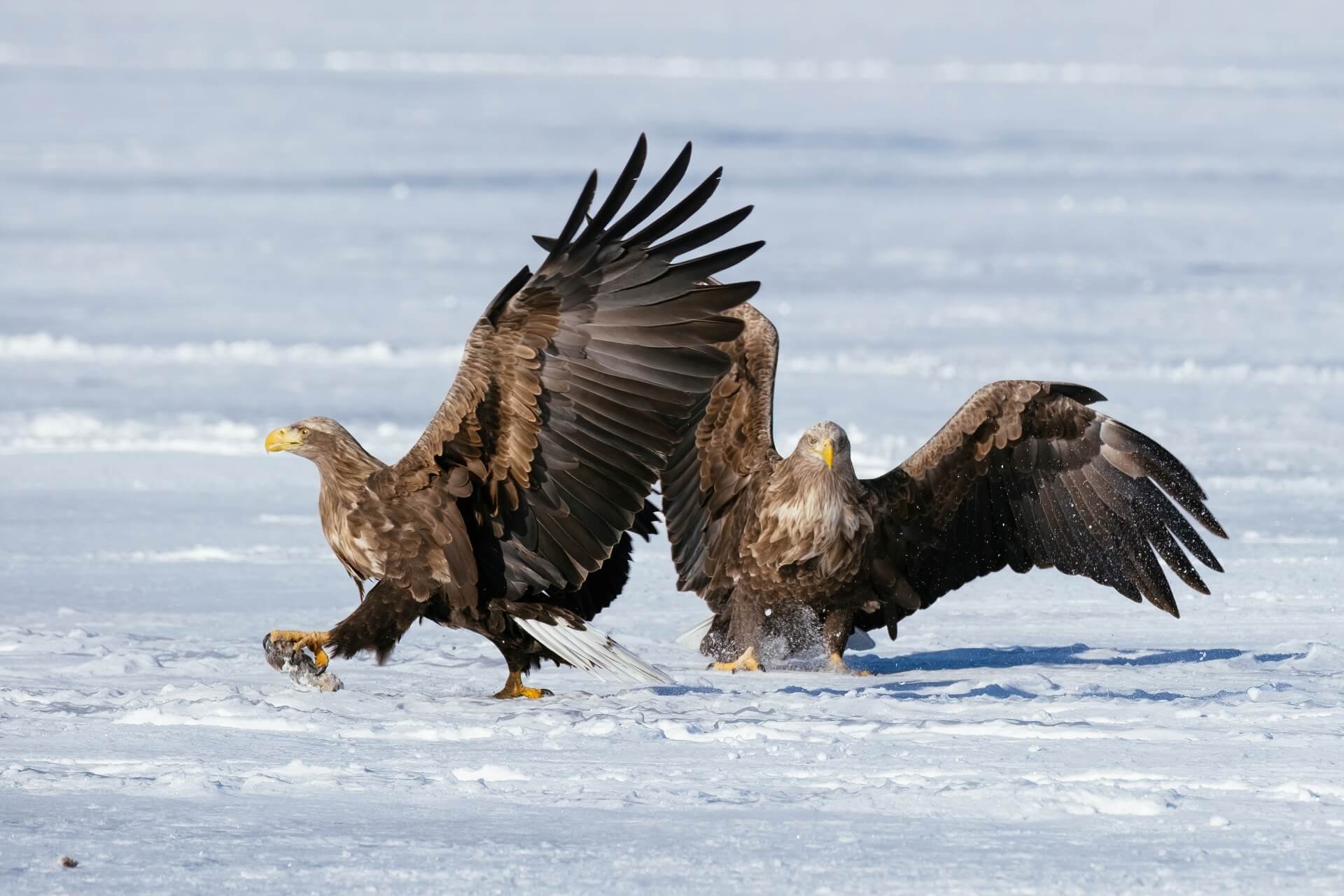 washi-eagle-wildlife