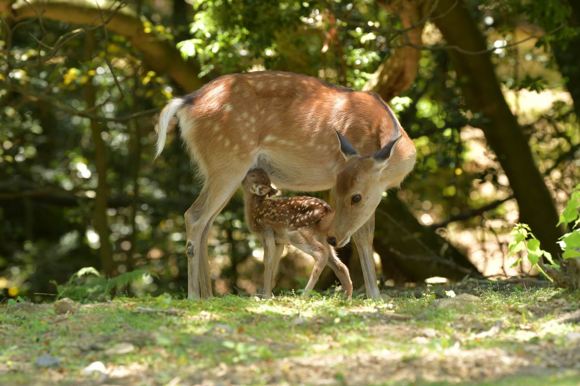 shika-spotted-deer