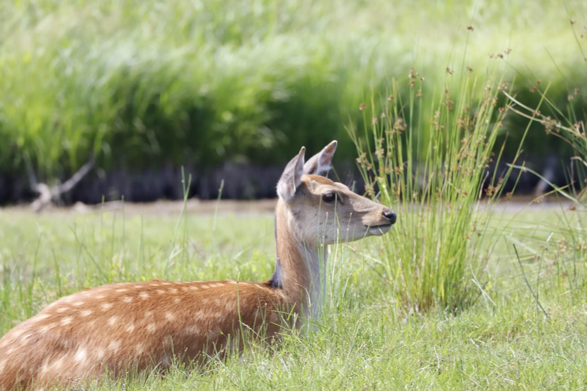 shika-spotted-deer-wildlife