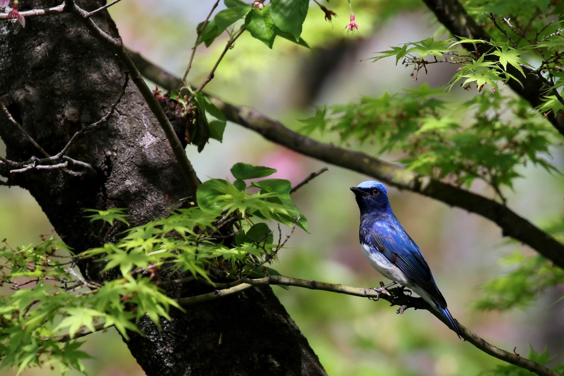 bird-wildlife