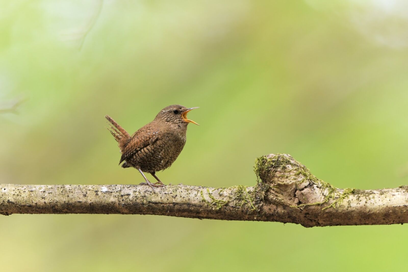 karuizawa-bird