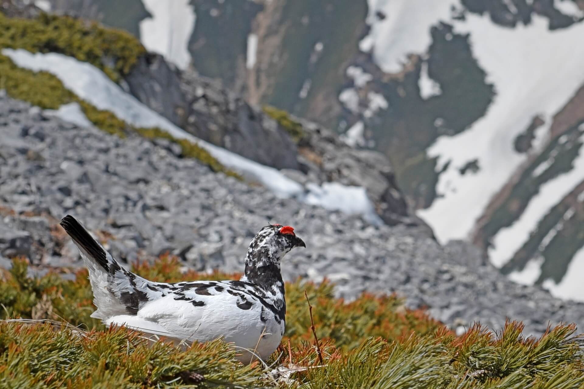 hakuba-raicho-bird-wildlife