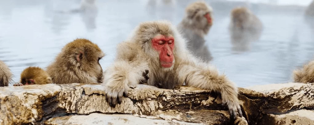 bathing-monkey-banner-2