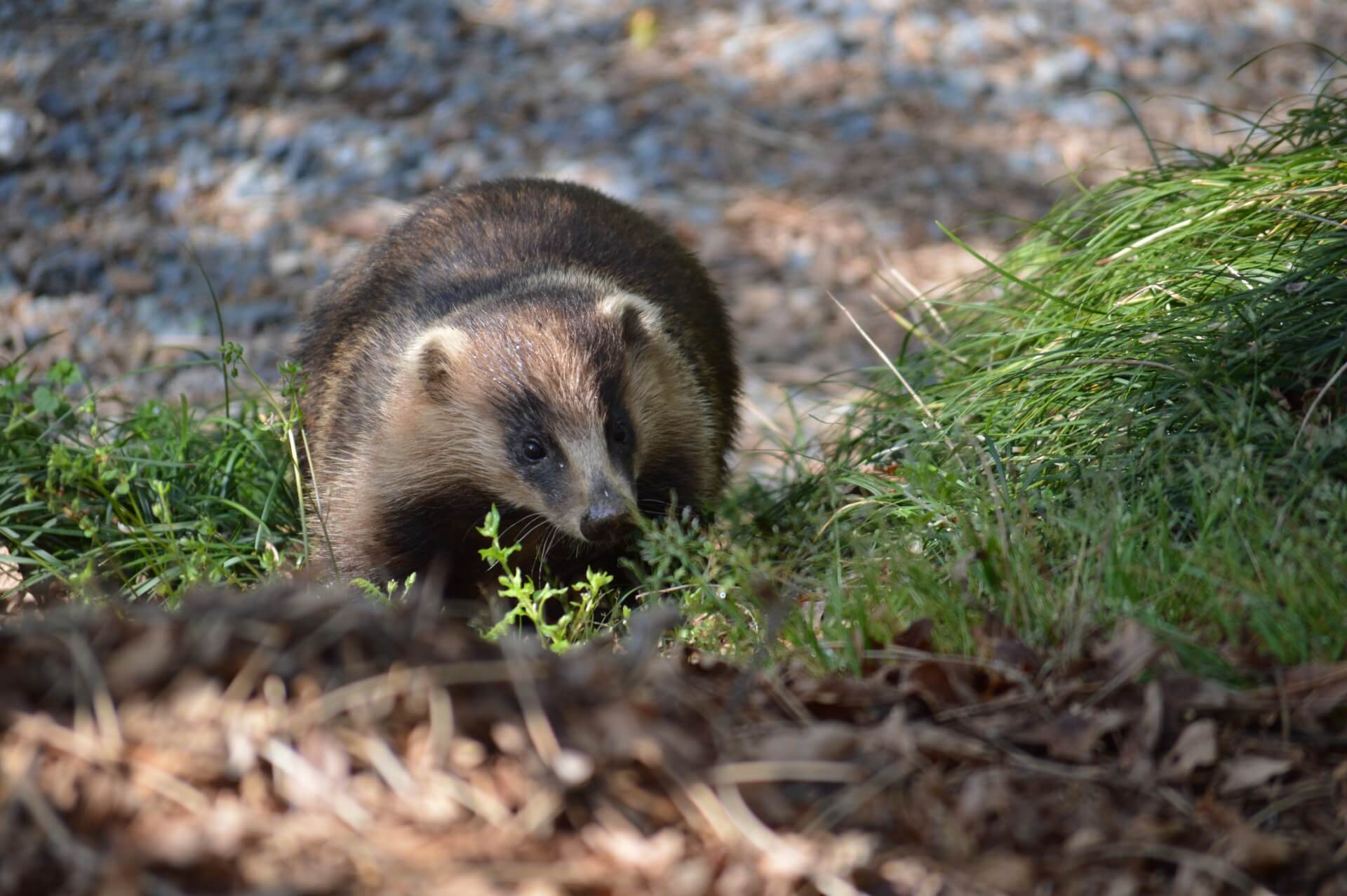 badger-anaguma-wildlife