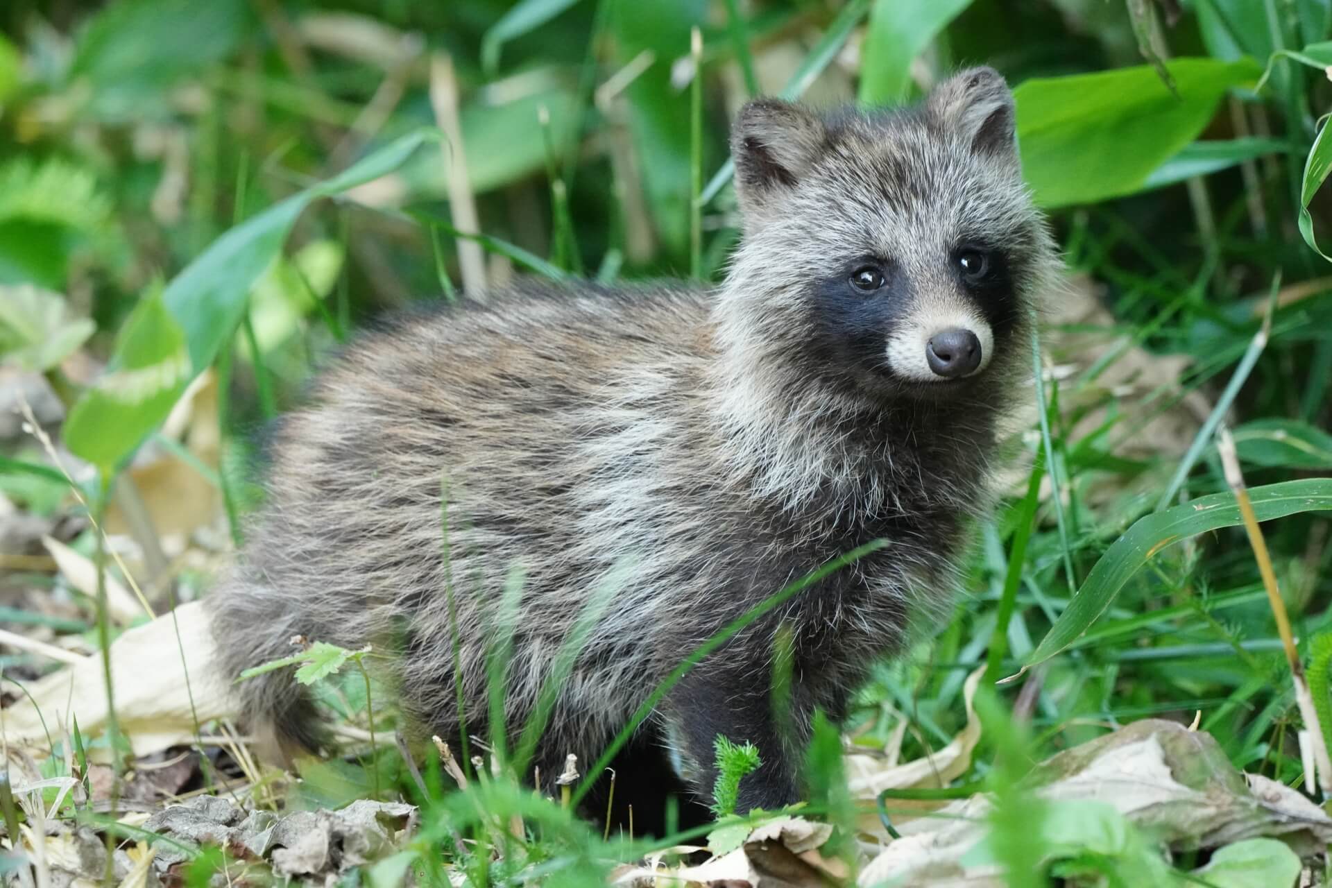 tanuki-wildlife