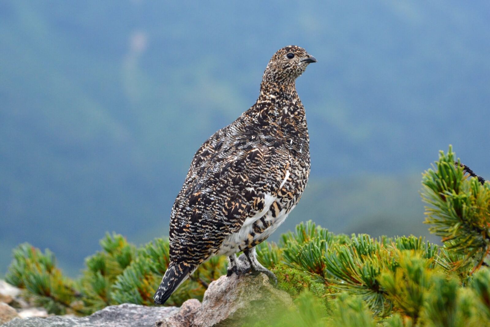 raicho-bird-wildlife