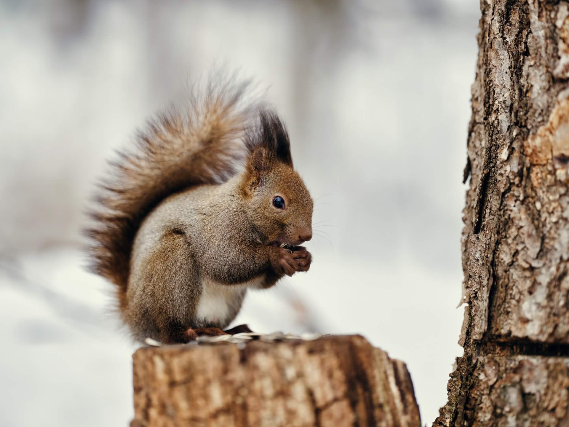 squirrel-wildlife