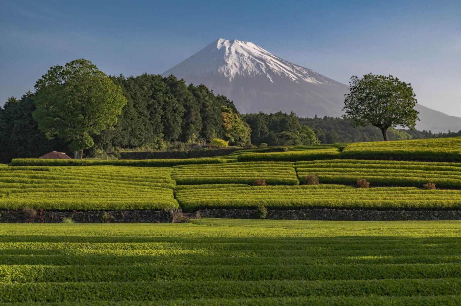 fujinomiya