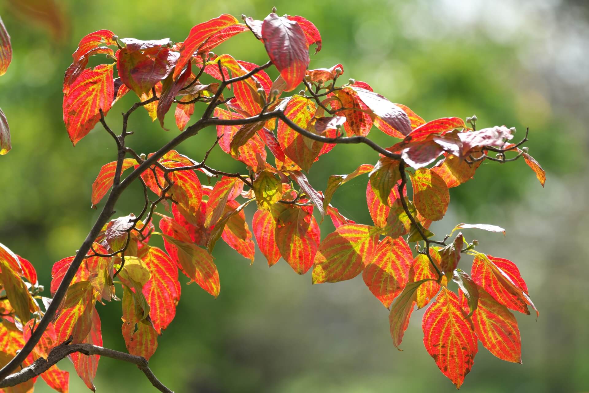 hanamizuki-dogwood-autumn