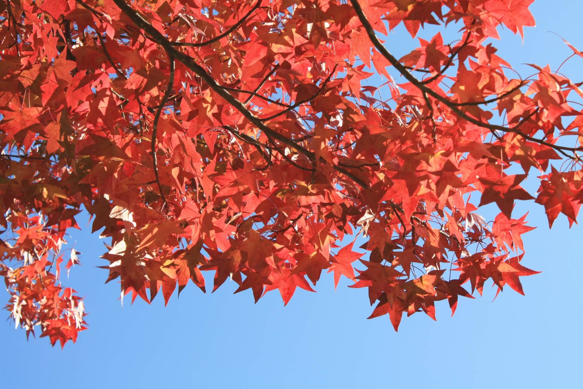 momijibafu-sweetgum-autumn