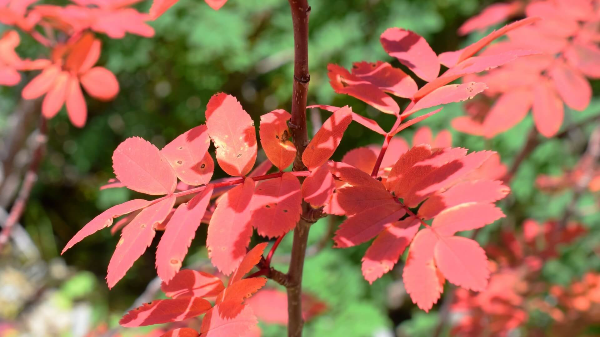 nanakamado-japanese-rowan-autumn