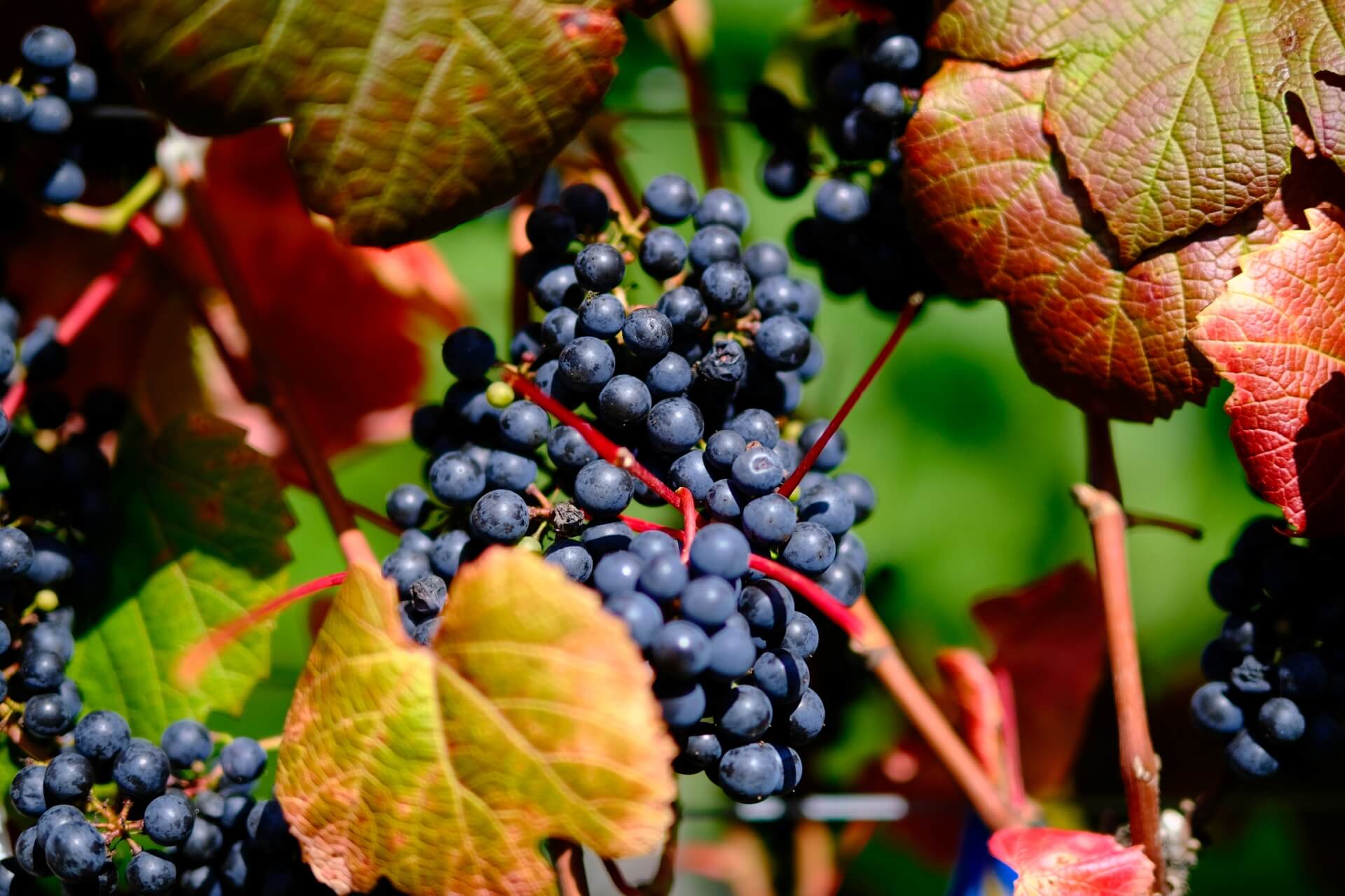 japan-wine-yamasachi