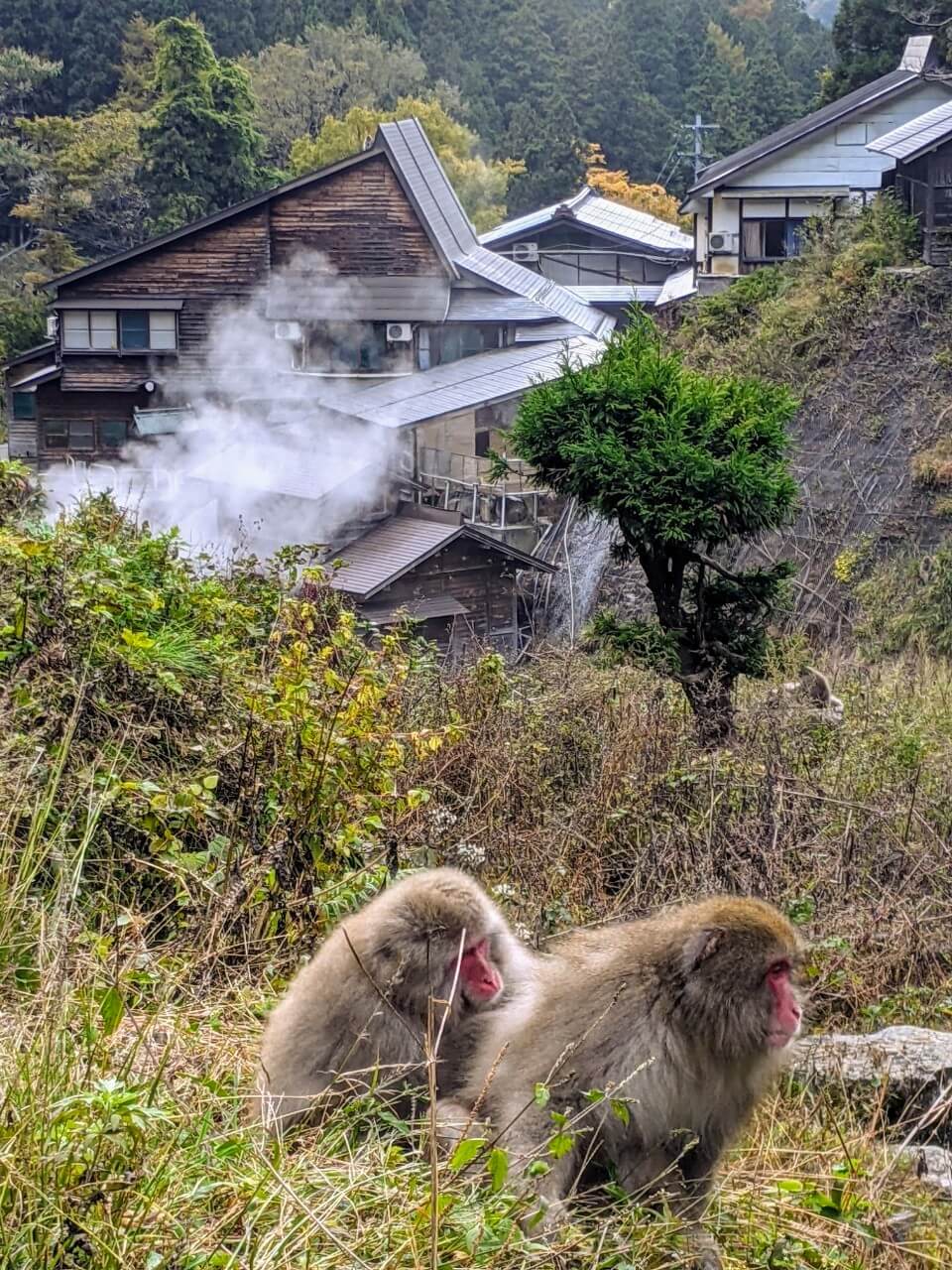 jigokudani-monkey-park-october-2021