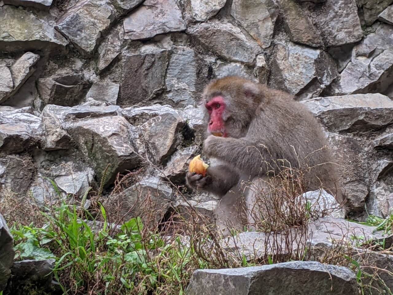 jigokudani-monkey-park-october-2021