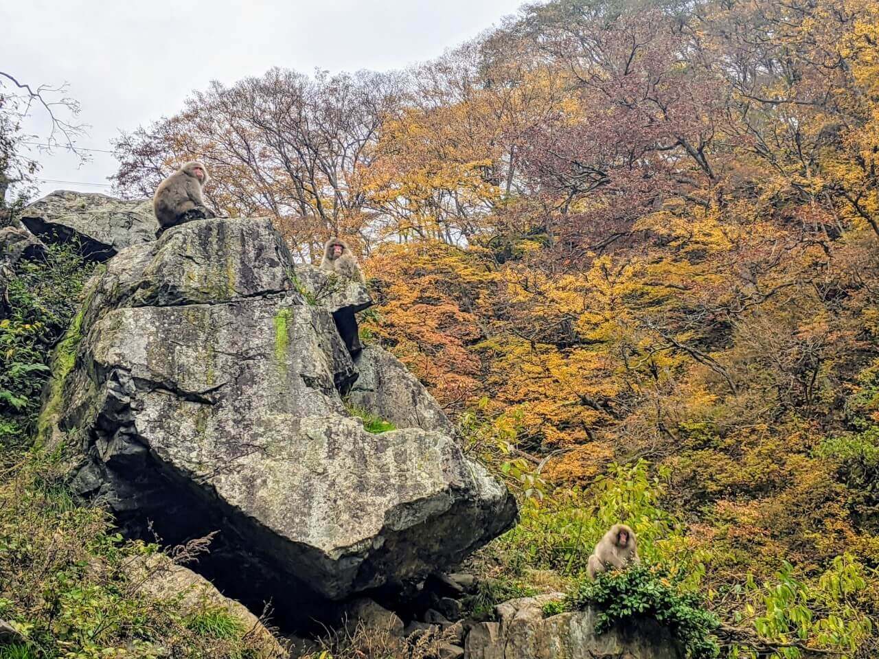 jigokudani-monkey-park-october-2021