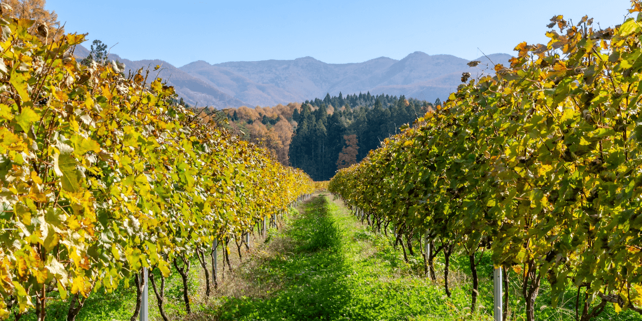 japan-wine-nagano-winery
