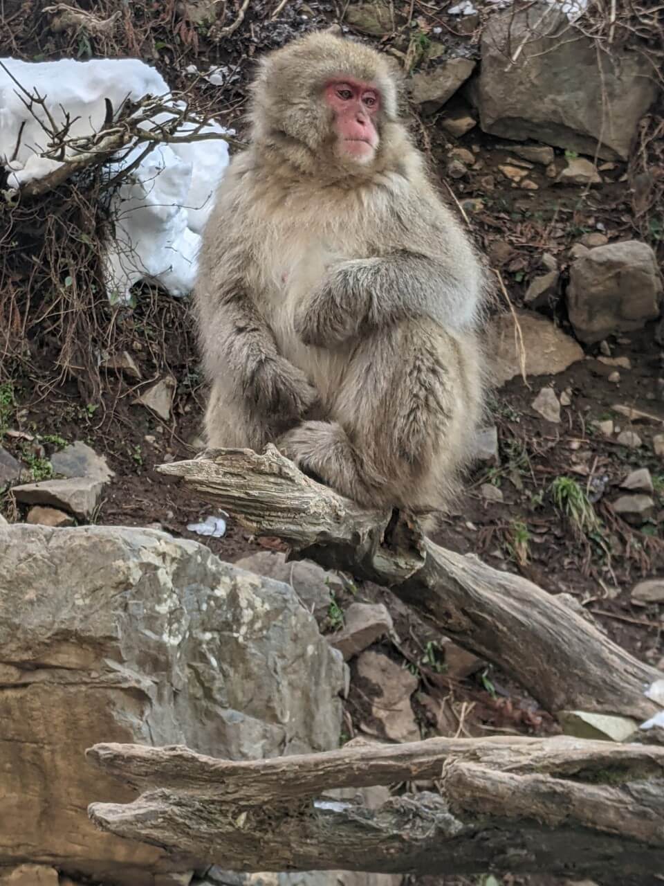 jigokudani-monkey-park-december-2021