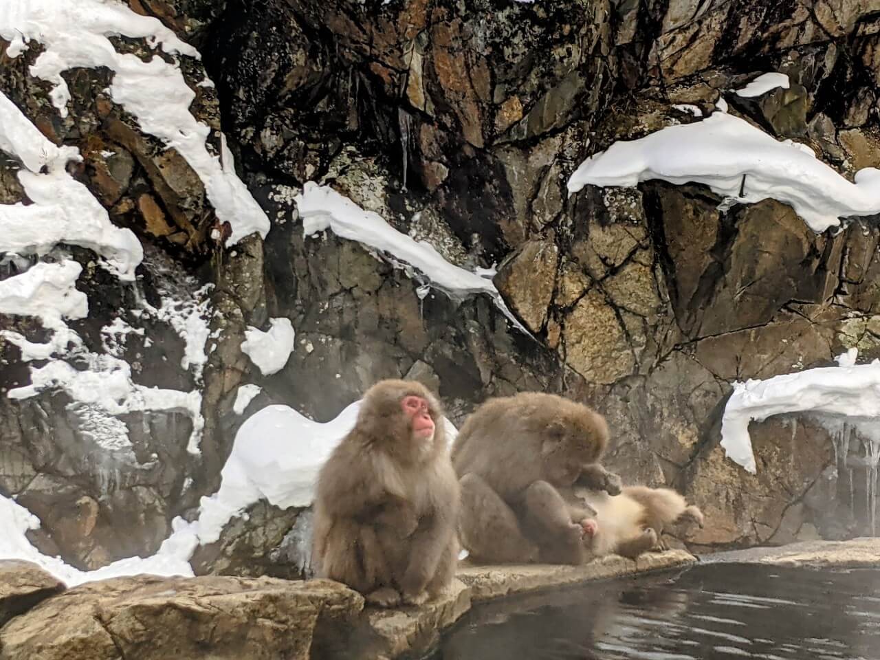 jigokudani-monkey-park-january-2022