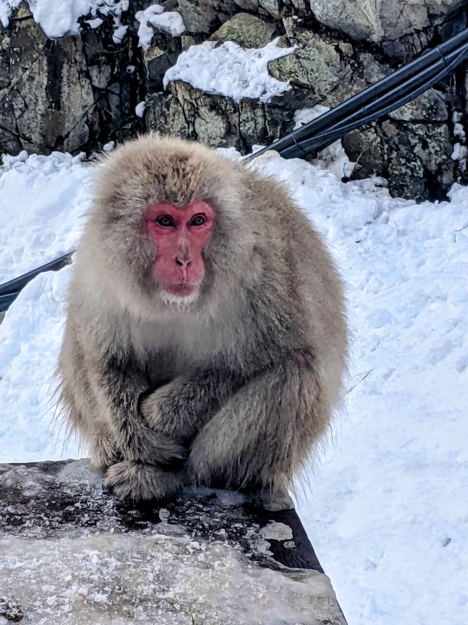 jigokudani-monkey-park-january-2022