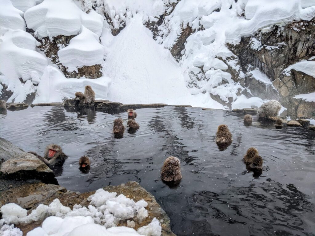 jigokudani-monkey-park-february-2022