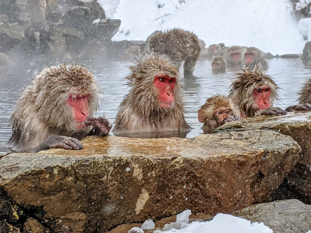 jigokudani-monkey-park-february-2022