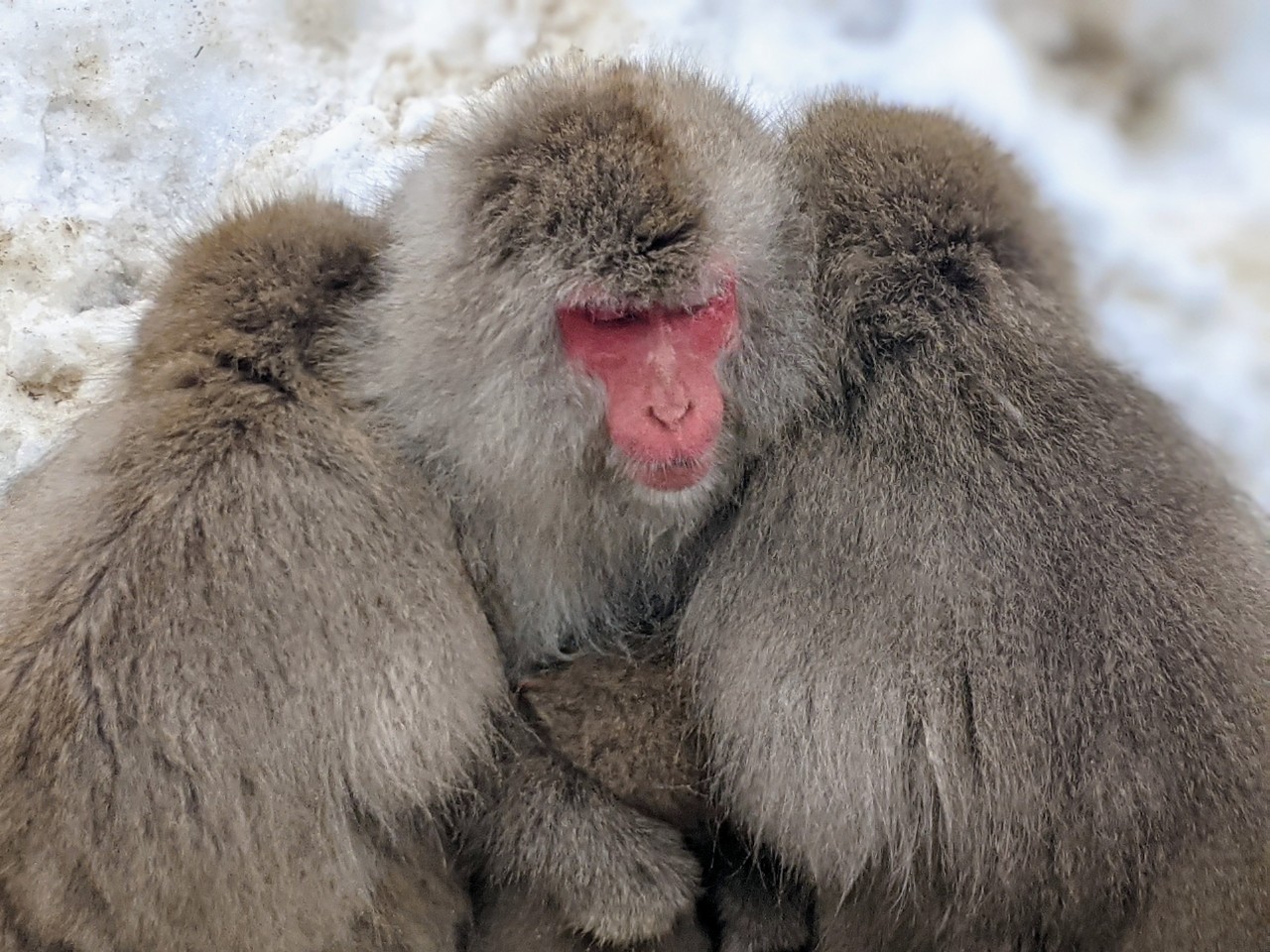jigokudani-monkey-park-february-2022