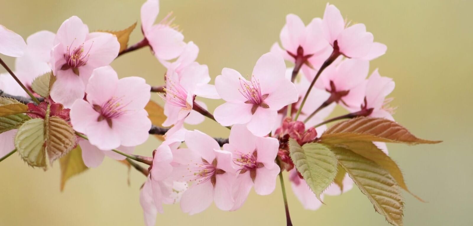 yamazakura-cherry-blossom-banner-edit