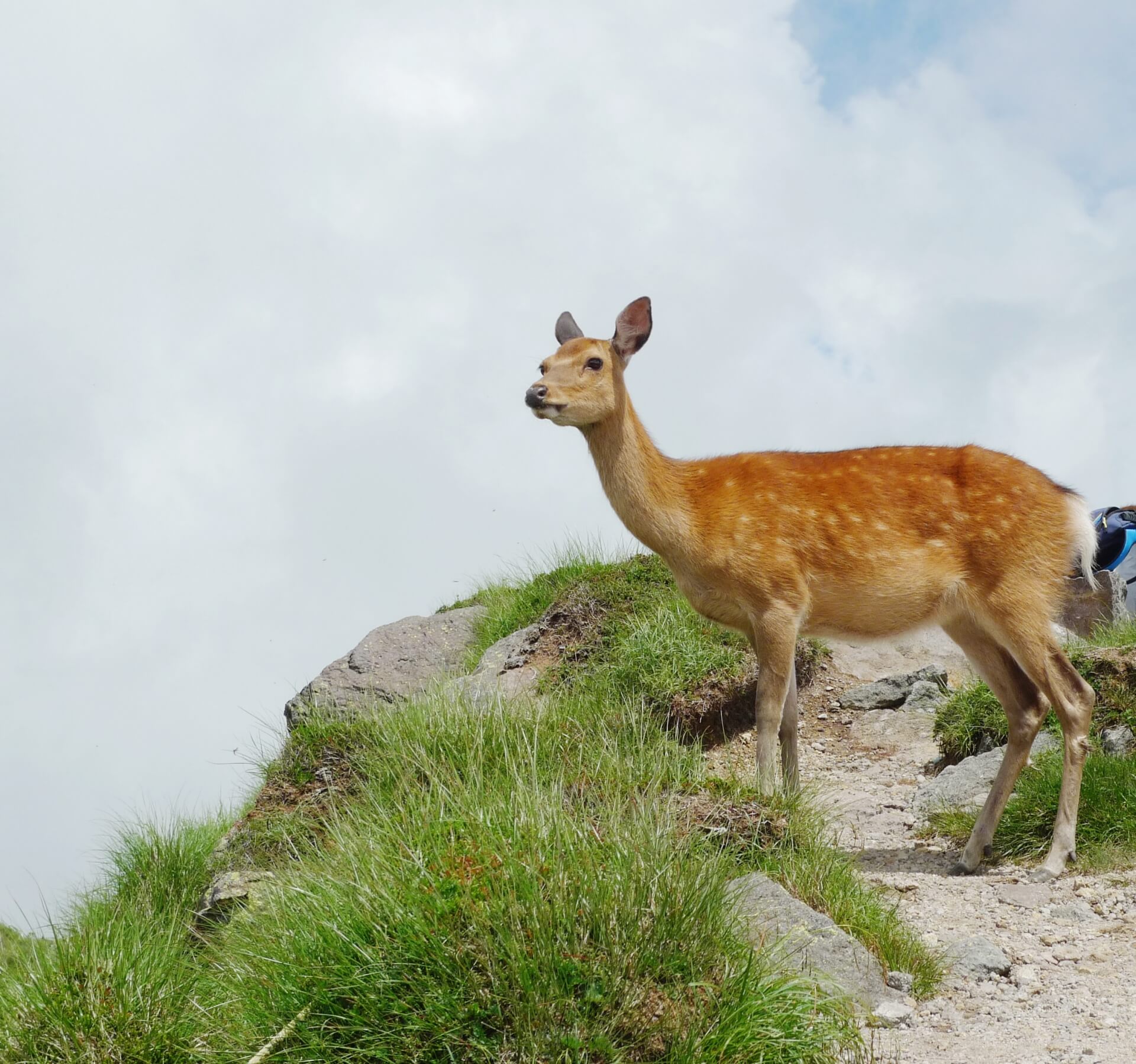 nikko-shirane-wildlife