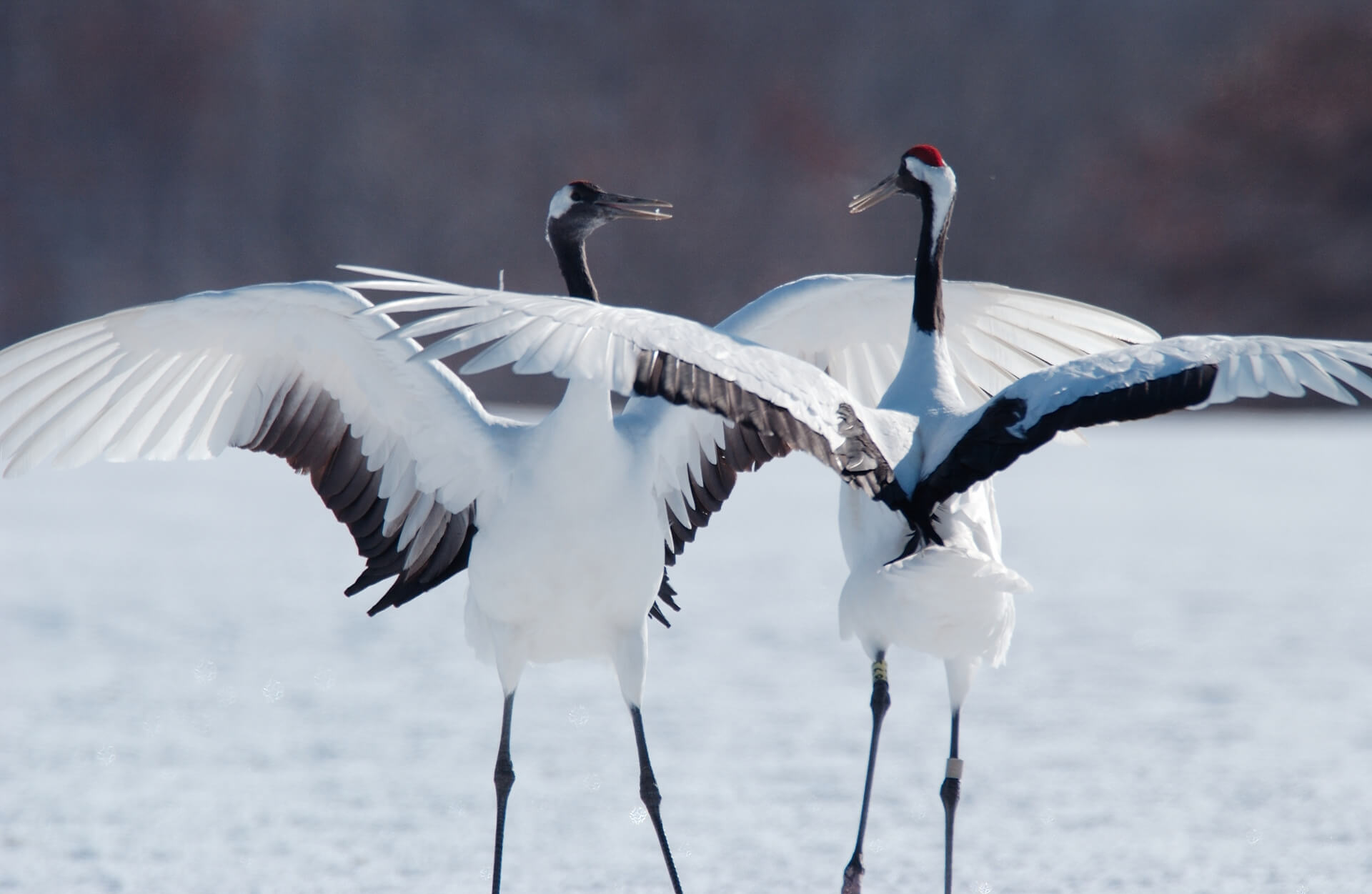 hokkaido-crane-bird-wildlife