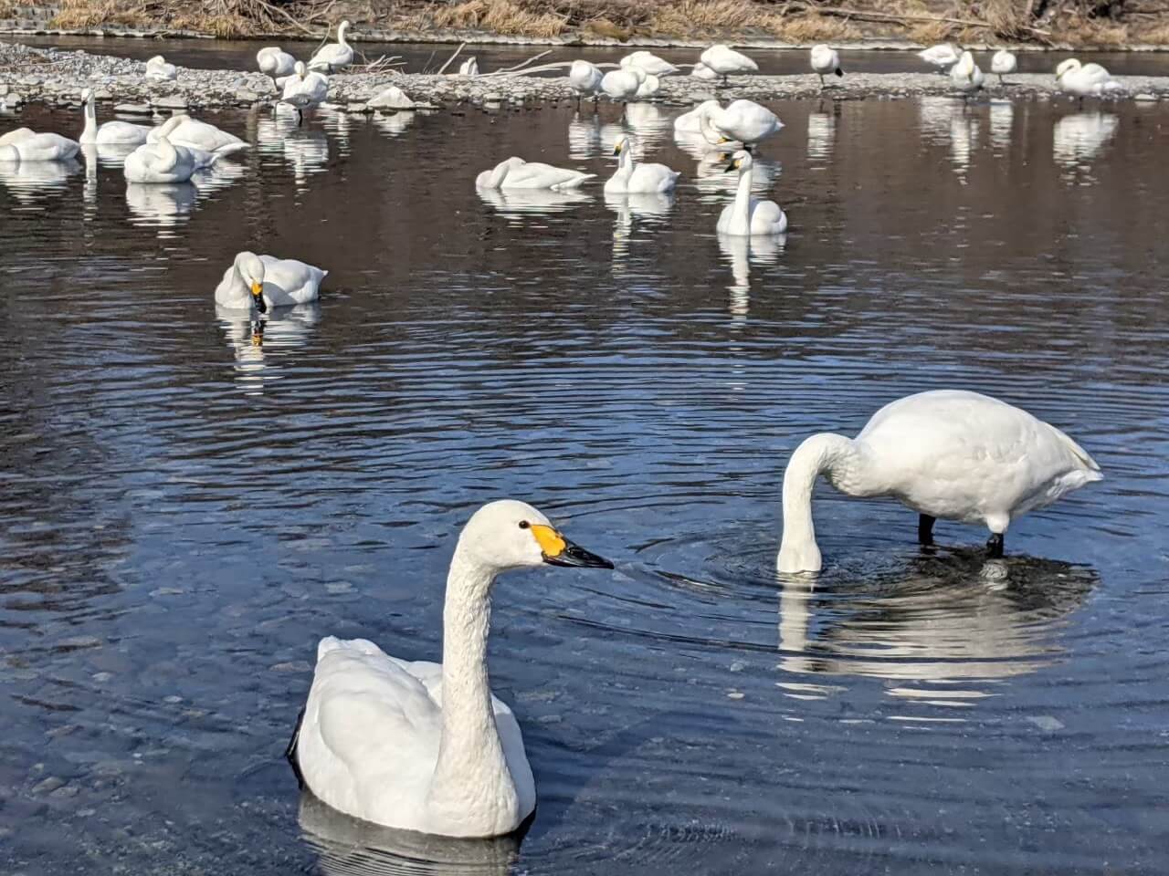 azumino-swans