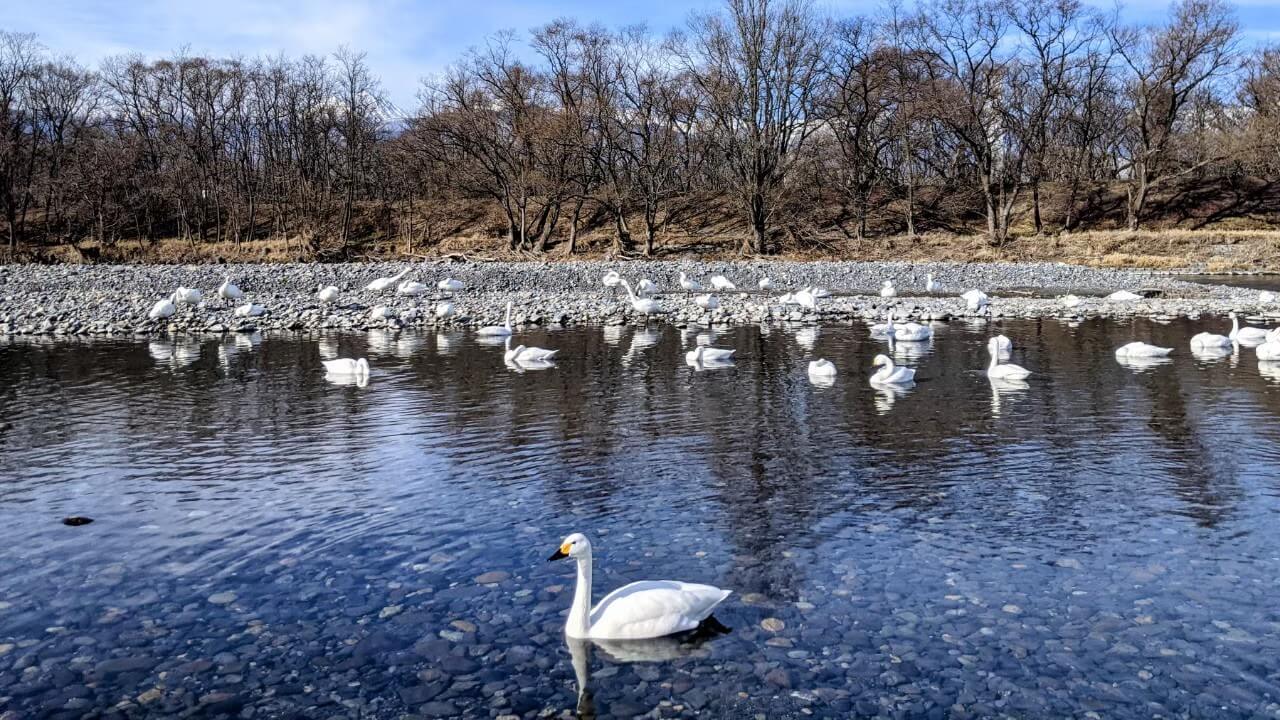 azumino-swans
